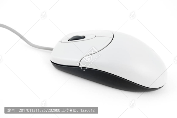 白色背景上的小白鼠
