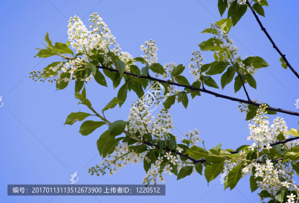 鳥(niǎo)櫻桃枝