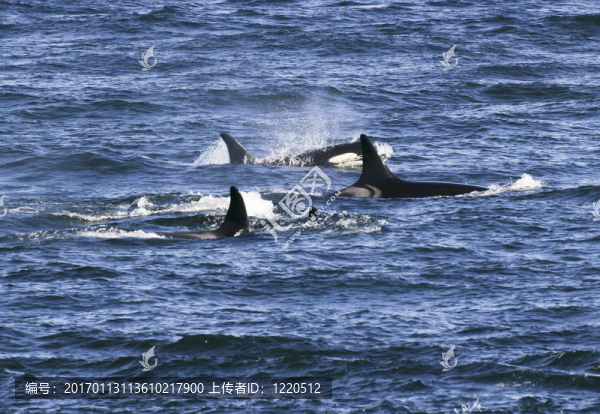 Killer,Whales莢