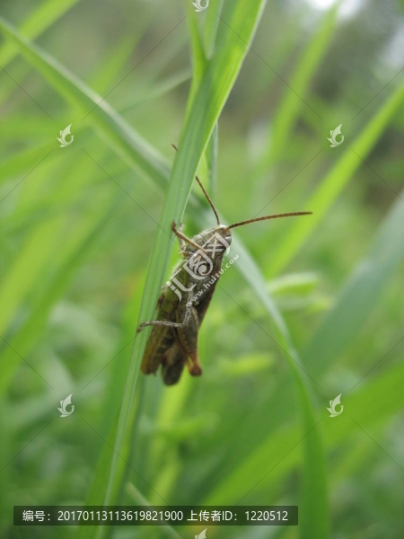 蚱蜢