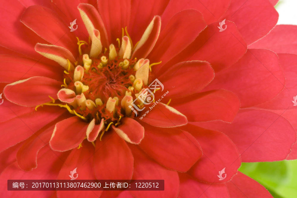紅色的花