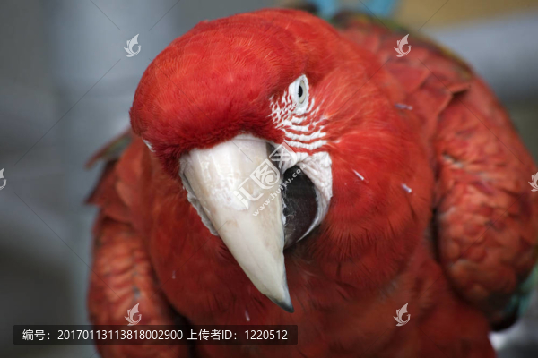 綠翅金剛鸚鵡