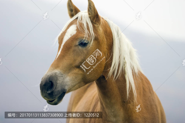 馬