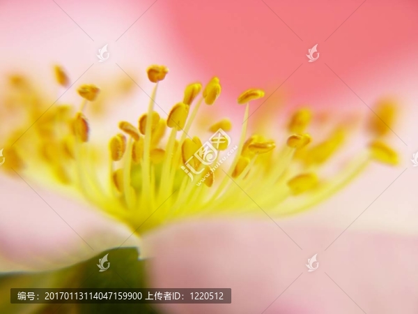 粉紅玫瑰的內(nèi)部