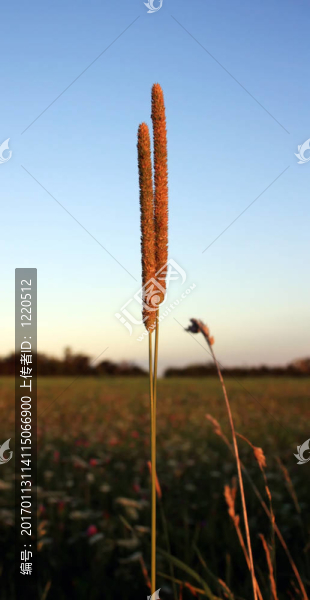 草