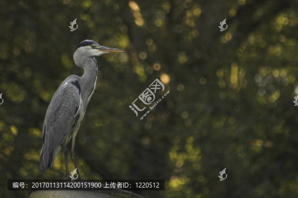 狩獵的蒼鷺