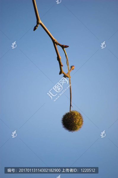 梧桐樹(shù)的果實(shí)