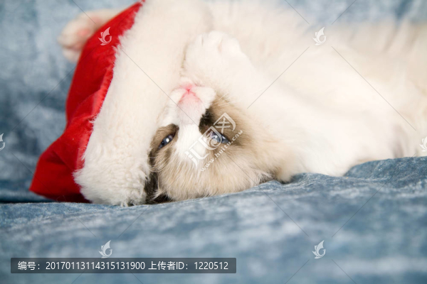 擁抱圣誕帽