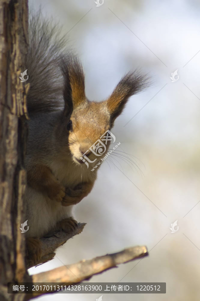 松鼠-匯圖網(wǎng) www.fosd68.com 松鼠
