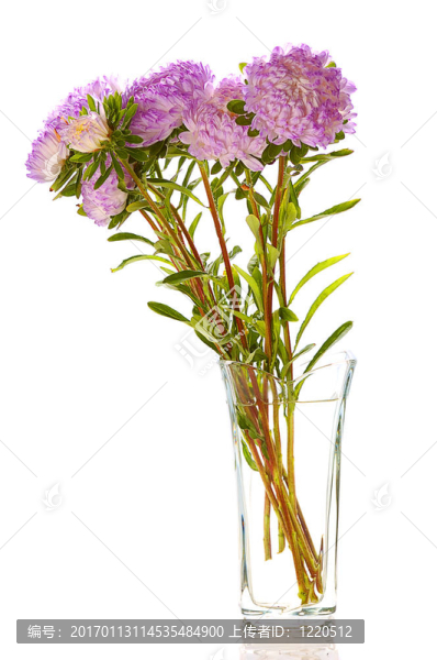 丁香花紫苑的玻璃花瓶