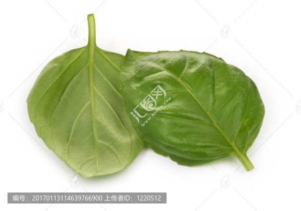 兩羅勒葉