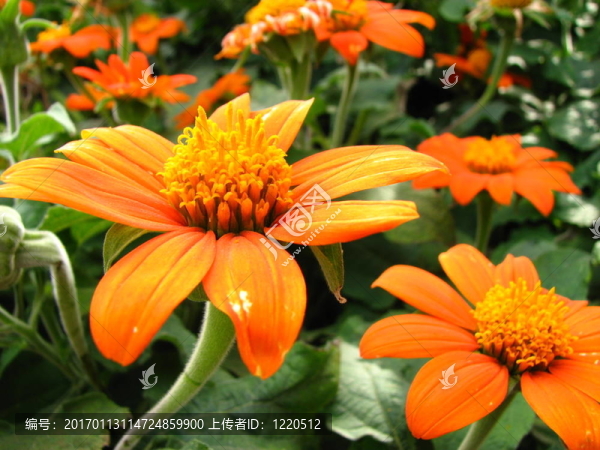 Fiesta,del,Sol特寫