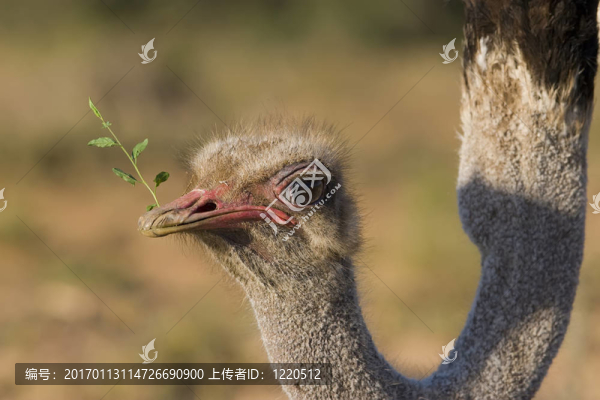 鴕鳥飼養(yǎng)