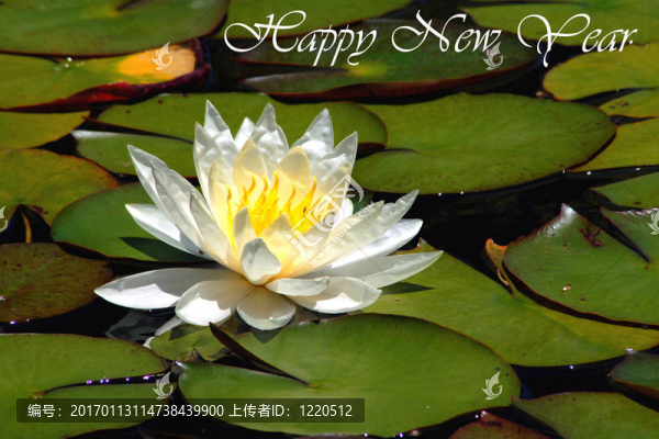 新年快樂(lè)2008