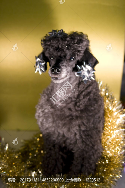 圣誕玩具貴賓犬