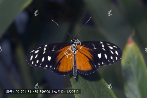 蝴蝶