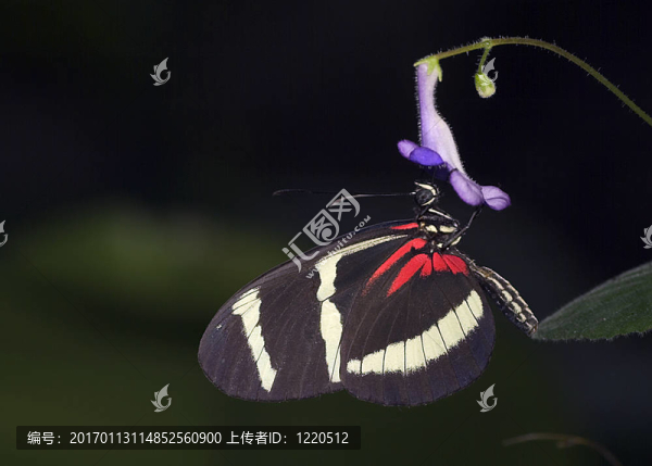 蝴蝶