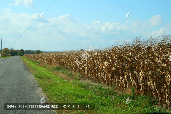 在october-162玉米田