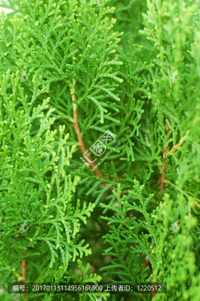 綠色植物的質(zhì)地