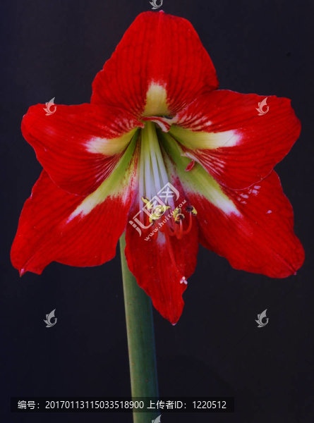 紅hyppeastrum。