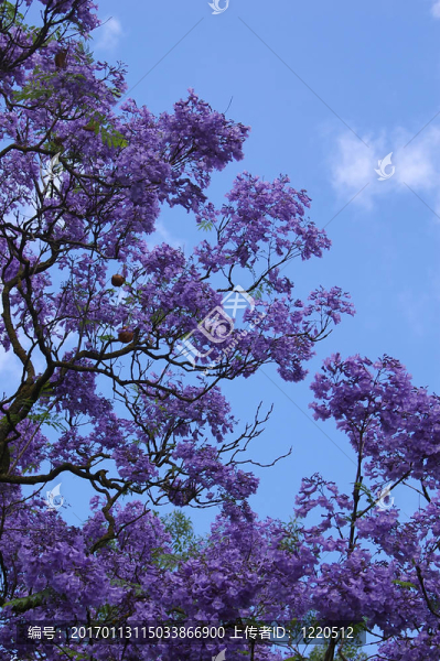 藍(lán)花楹的藍(lán)調(diào)