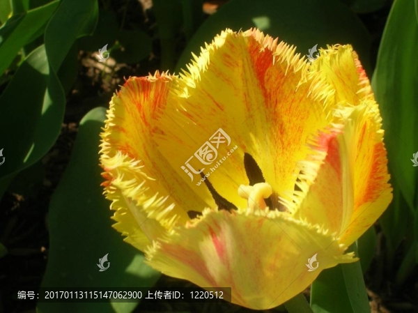 郁金香頭