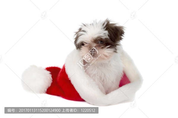 小狗在圣誕帽2