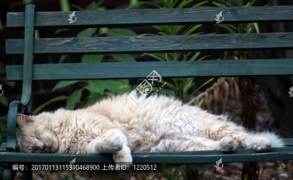 慵懶的下午