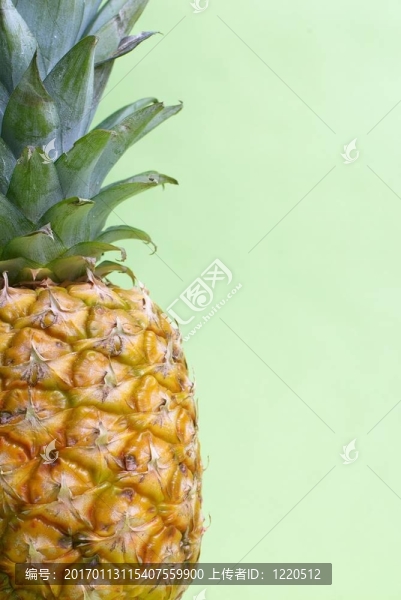 菠蘿