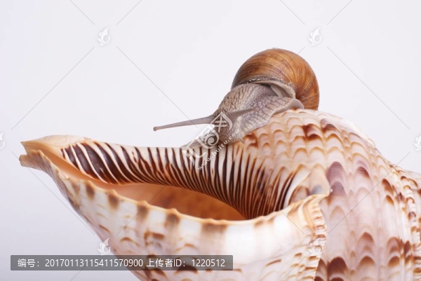 蝸牛