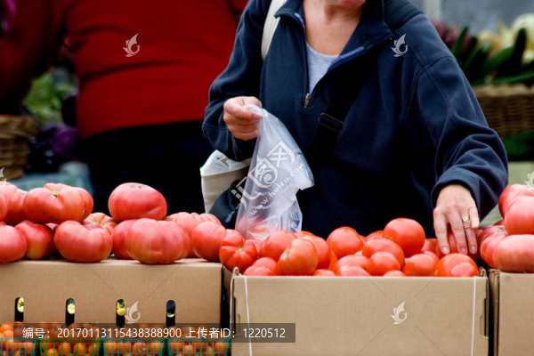 采摘新鮮蔬菜