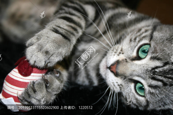 紅色老鼠的小貓