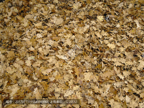 風(fēng)吹落葉-匯圖網(wǎng) www.fosd68.com 風(fēng)吹落葉