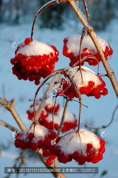 在雪的莢