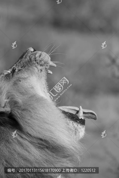 獅子打哈欠
