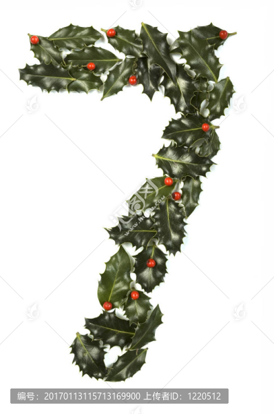 冬青樹七號