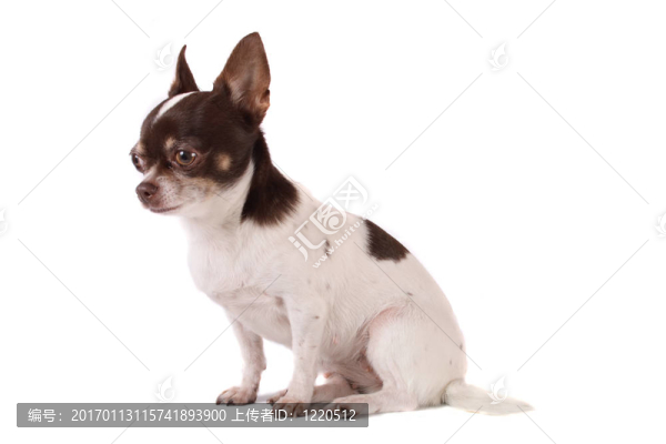 奇瓦瓦