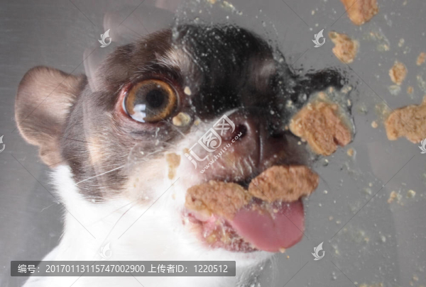奇瓦瓦