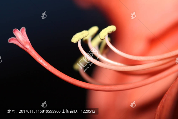朱頂紅很近