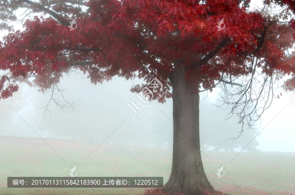 紅色的秋