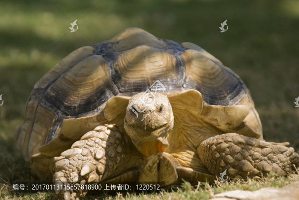 非洲陸龜