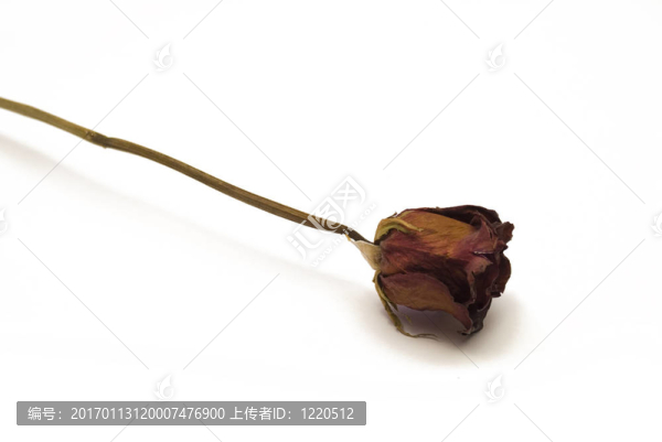 干的紅玫瑰