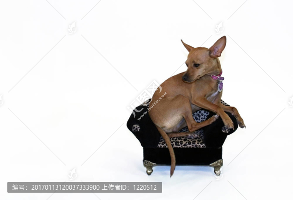 奇瓦瓦
