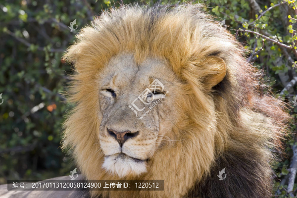 獅子