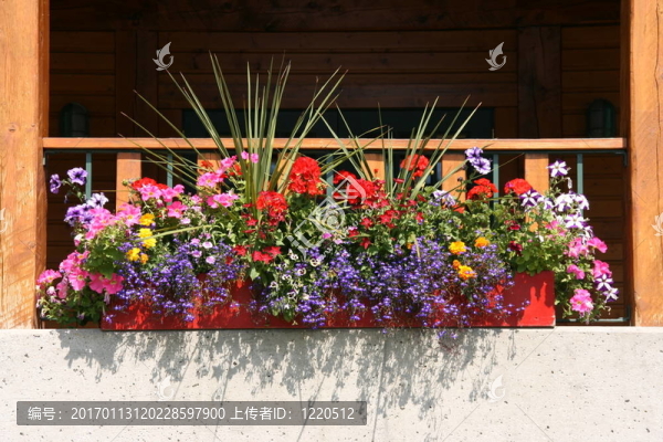 陽臺(tái)上的花