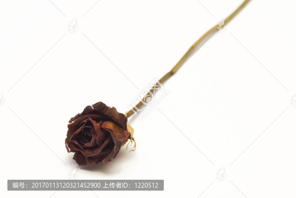 干的紅玫瑰