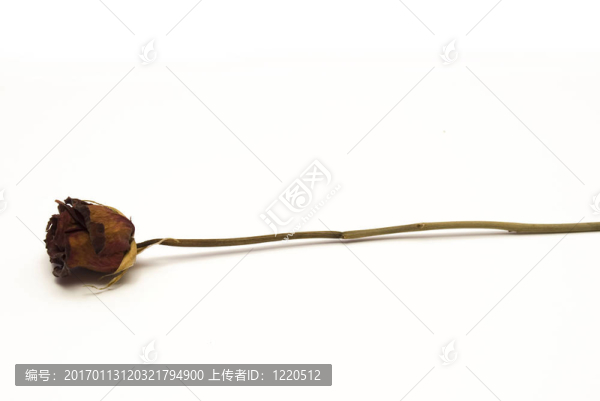 干的紅玫瑰