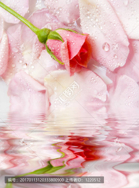玫瑰之花