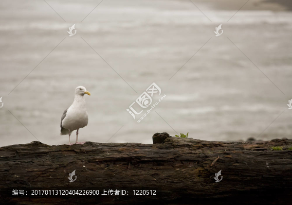 海鷗在德里夫特伍德海濱俄勒岡；