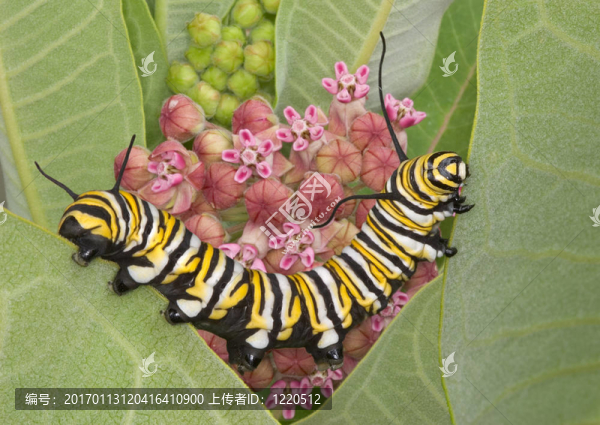 乳草屬植物的君主的貓